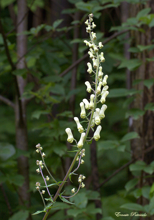 Aconitum sp.